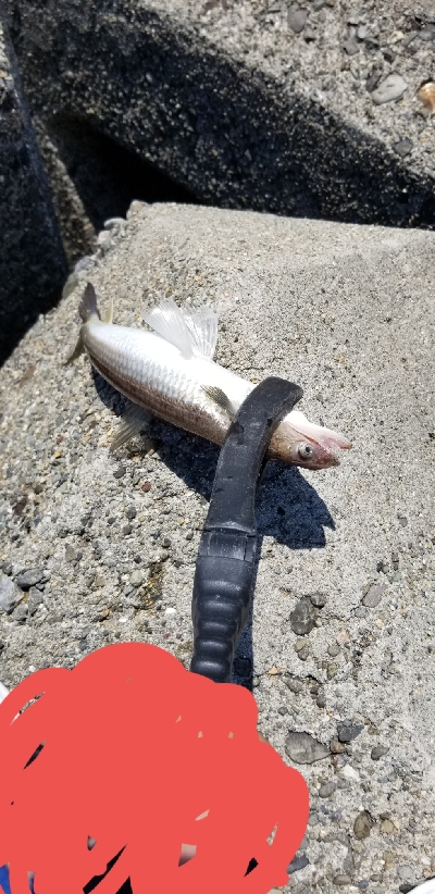 昼タチウオ&エソ祭り