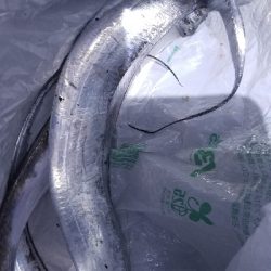 自己最多の大爆釣