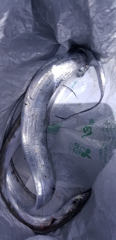 自己最多の大爆釣