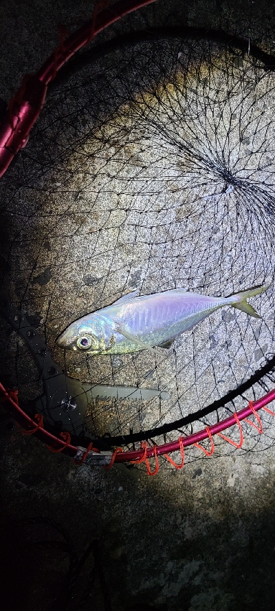 でかアジ、太刀魚狙い