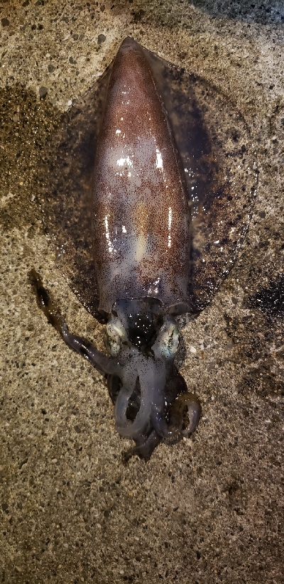 イカ釣れた～(*^^*)
