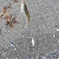キス釣り　あと少し尺届かず