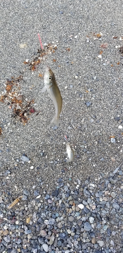 キス釣り　あと少し尺届かず