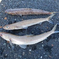 残暑のこる日本海でアコウを。。