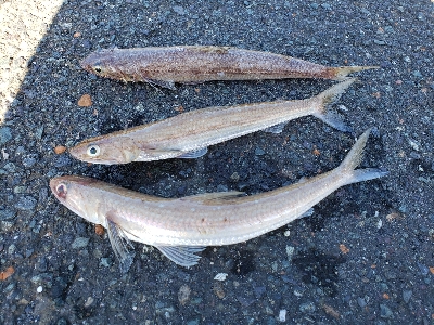 残暑のこる日本海でアコウを。。