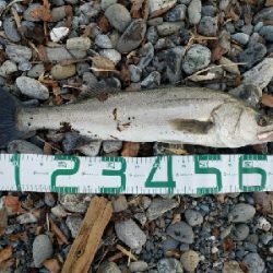 たまには真面目にシーバス。