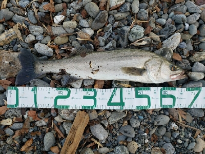 たまには真面目にシーバス。