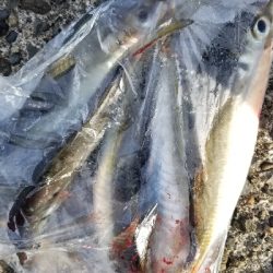 ナイトフィッシング