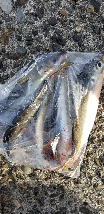 ナイトフィッシング