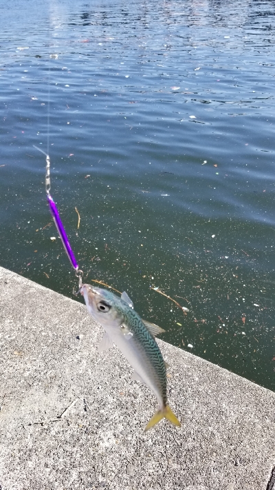 サバゲーで癒された