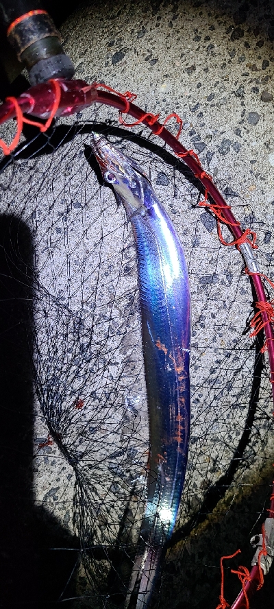 ワインド、アジング