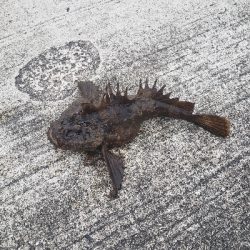 初呑ませ釣りでブリ