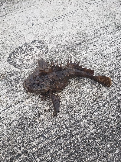 初呑ませ釣りでブリ