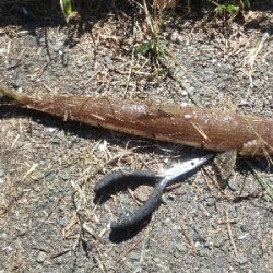 サゴシを求めて