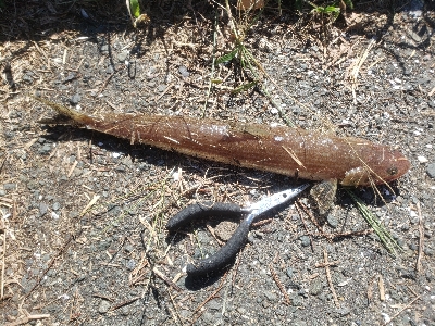 サゴシを求めて