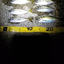 短時間の豆アジング