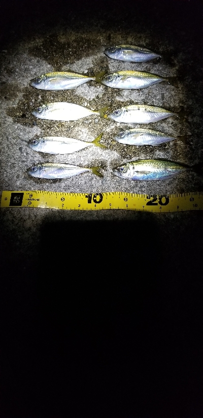 短時間の豆アジング