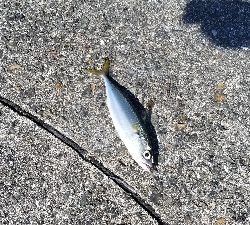 サバ 食べてみた