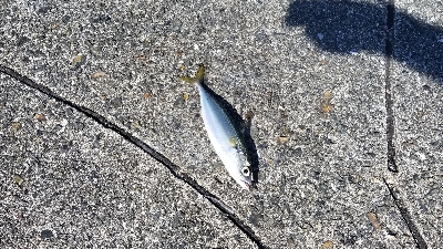 サバ 食べてみた