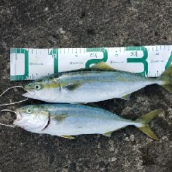 青物ボチボチです。