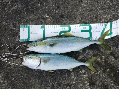 青物ボチボチです。