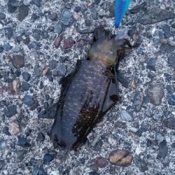 小さいジグとエギで夜釣り