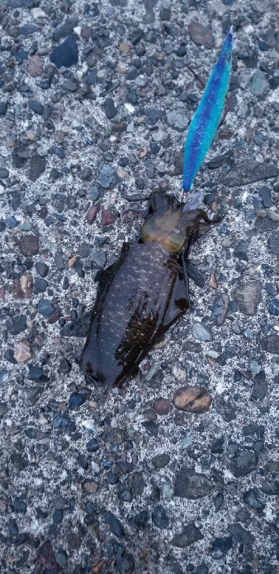 小さいジグとエギで夜釣り