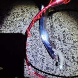 アジと太刀魚狙い。