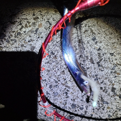 アジと太刀魚狙い。