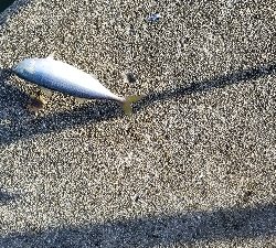 サバ　SABERも  渋かった