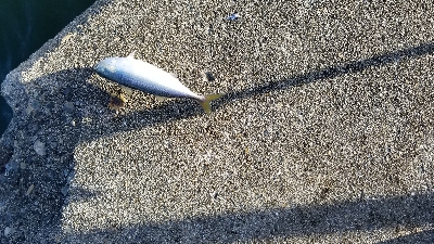 サバ　SABERも  渋かった