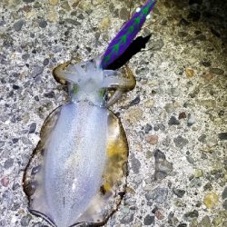 イカからタチウオ