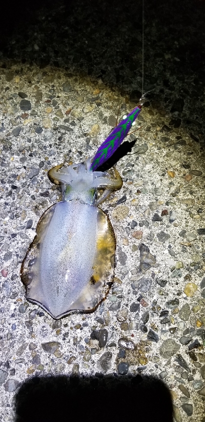 イカからタチウオ