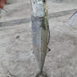 アオリからのサゴシ