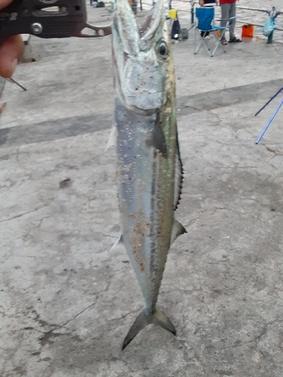 アオリからのサゴシ