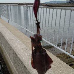 まだまだ小さいです