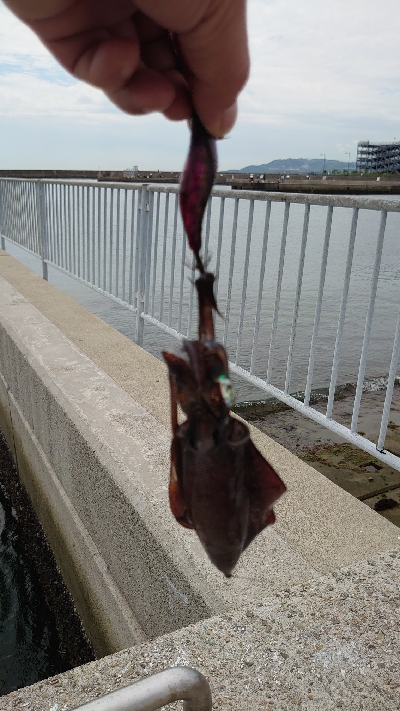 まだまだ小さいです