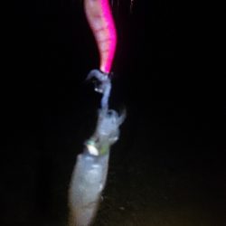 仕事終わりエギング