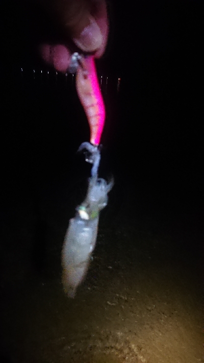 仕事終わりエギング