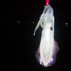 仕事終わりにエギング