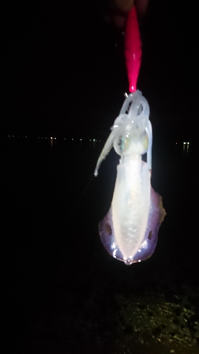 仕事終わりにエギング