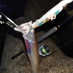 今季初の太刀魚ラッシュ！