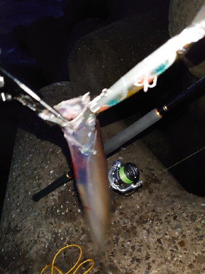 今季初の太刀魚ラッシュ！