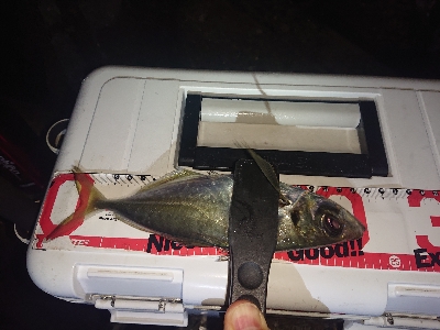 バラシおおすぎ