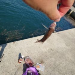 台風後のサビキ