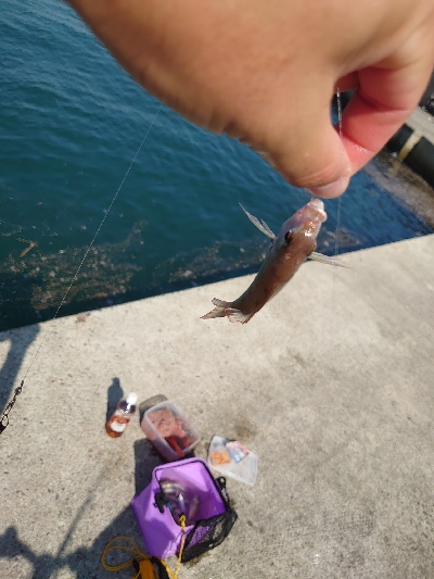台風後のサビキ