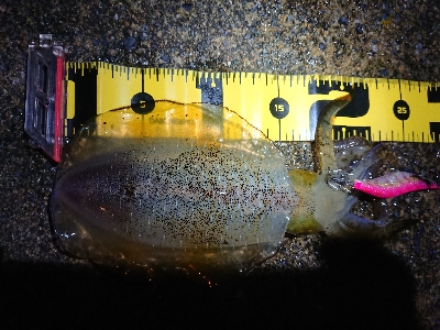 仕事終わりエギング