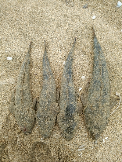 マゴチの群れに大当たり