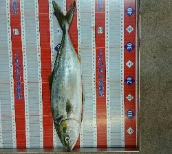 5連休最終日、ショアジギリベンジ釣行!