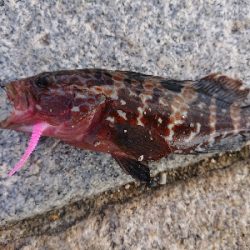 連休のエギング